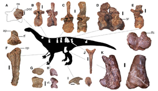 Some of the preserved bones of the newly discovered dinosaur, Ledumahadi mafube.